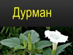 Дурман. Фрагмент фото: fr.slideserve.com